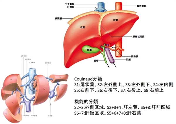 肝臓の外科解剖 第2版: 門脈segmentationに基づく新たな肝区域の考え方 